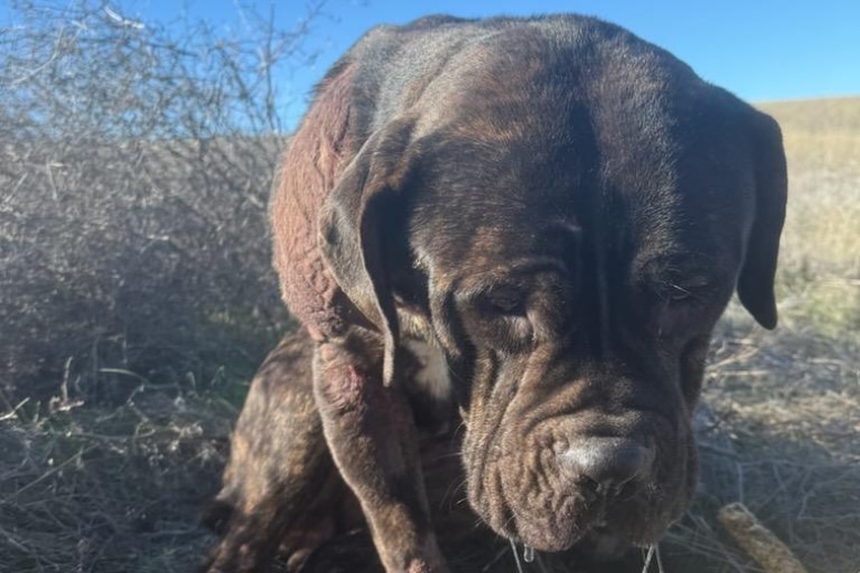 Information sought on severely injured dog found in Umatilla County