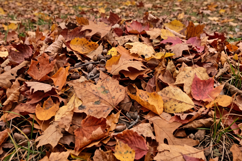 College Place to begin annual fall leaf pickup Monday